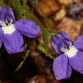 Goodenia arthrotricha unspecified picture