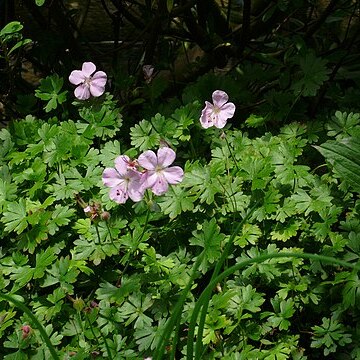 Geranium dalmaticum unspecified picture