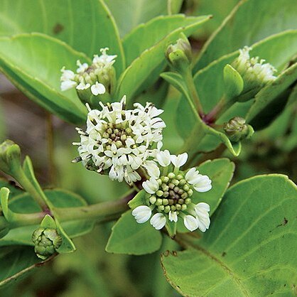 Oparanthus unspecified picture