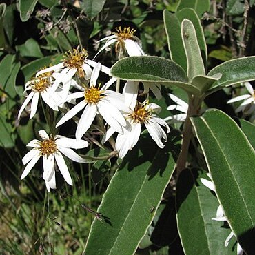 Olearia megalophylla unspecified picture