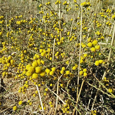 Tanacetum microphyllum unspecified picture