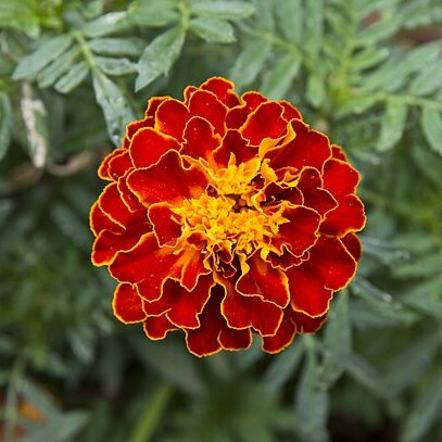 Tagetes unspecified picture