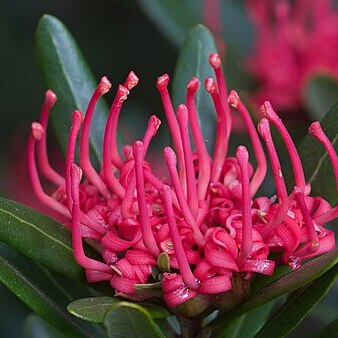 Telopea truncata unspecified picture