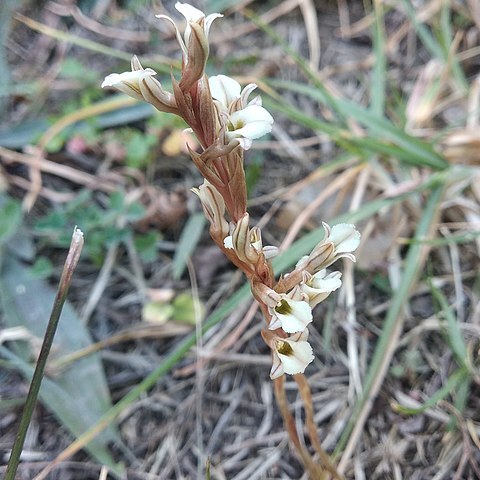 Schiedeella crenulata unspecified picture