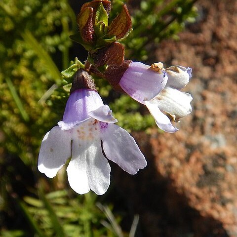 Prostanthera eurybioides unspecified picture