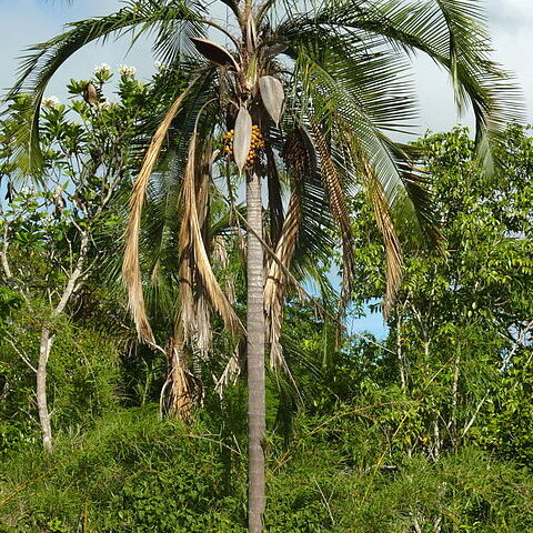 Syagrus botryophora unspecified picture