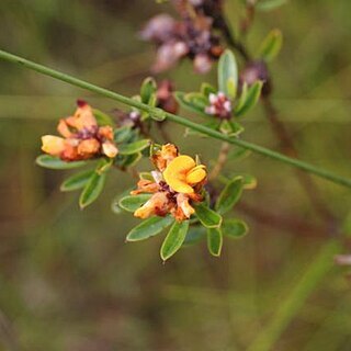 Pultenaea myrtoides unspecified picture