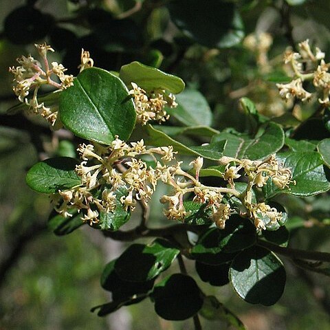 Pomaderris cotoneaster unspecified picture