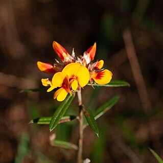 Pultenaea paleacea unspecified picture