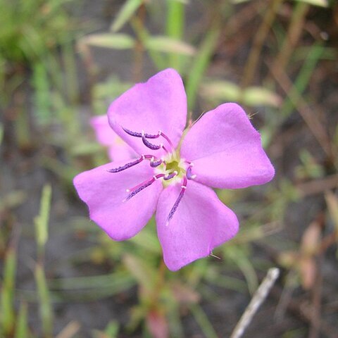 Pterolepis unspecified picture