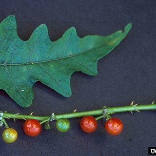 Solanum tampicense unspecified picture