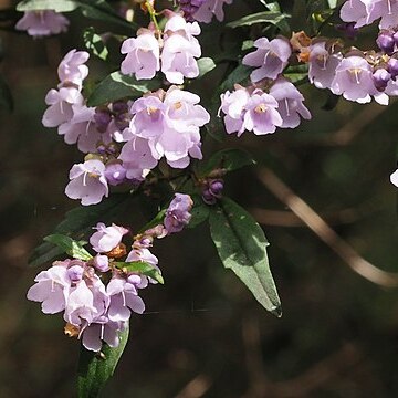 Prostanthera lanceolata unspecified picture