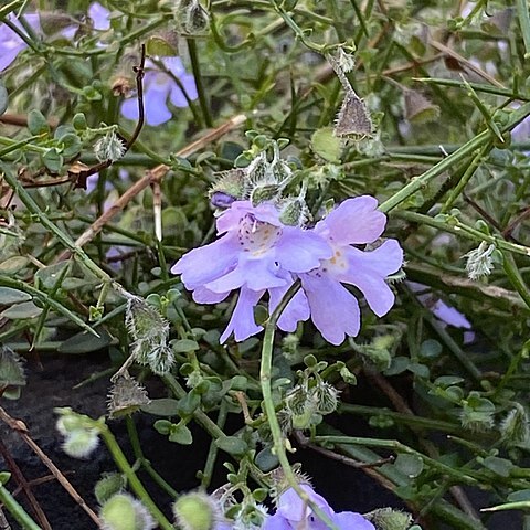 Prostanthera spinosa unspecified picture