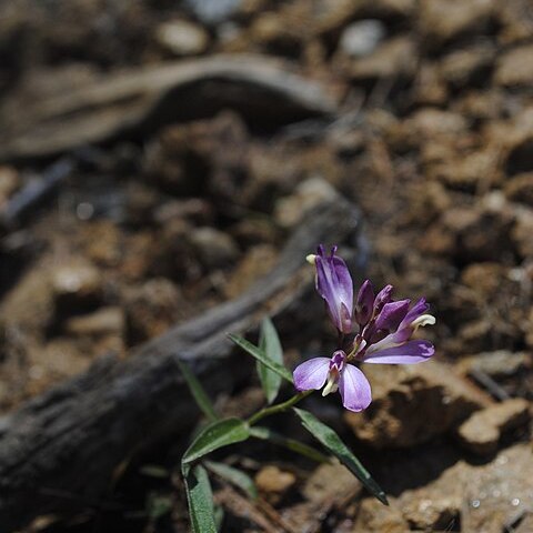 Rhinotropis californica unspecified picture