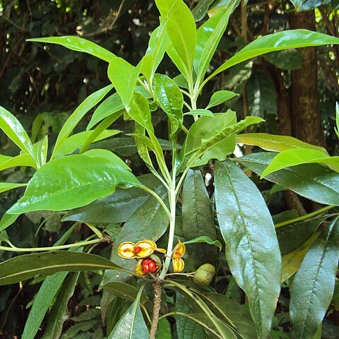 Pittosporum dasycaulon unspecified picture