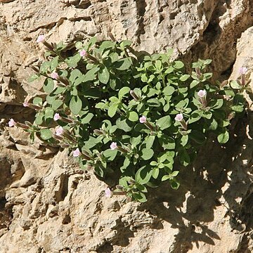 Saponaria suffruticosa unspecified picture