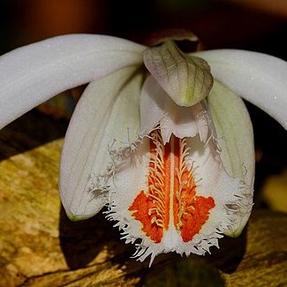 Pleione albiflora unspecified picture