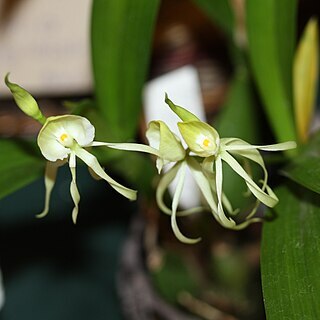 Prosthechea cochleata var. triandra unspecified picture