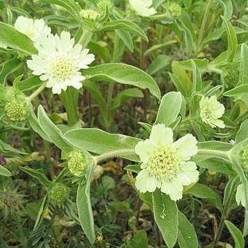 Lomelosia prolifera unspecified picture