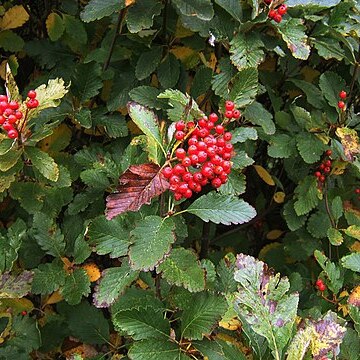 Sorbus mougeotii unspecified picture