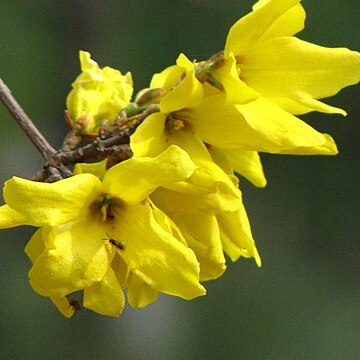 Forsythia koreana unspecified picture