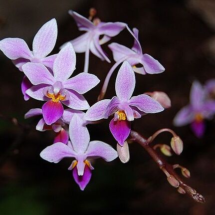 Phalaenopsis equestris unspecified picture