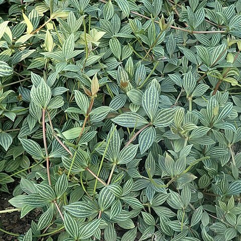 Peperomia tetragona unspecified picture