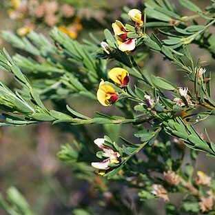 Pultenaea platyphylla unspecified picture