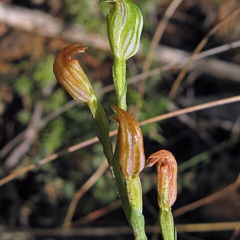 Pterostylis parviflora unspecified picture