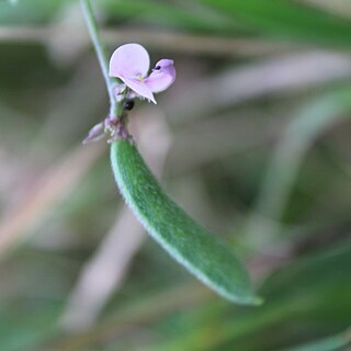 Strophostyles leiosperma unspecified picture