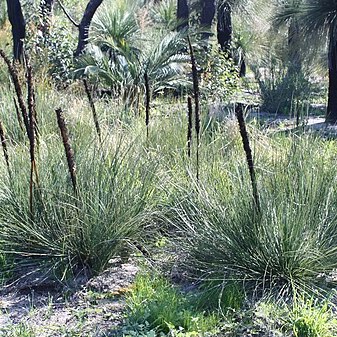 Xanthorrhoea brunonis unspecified picture