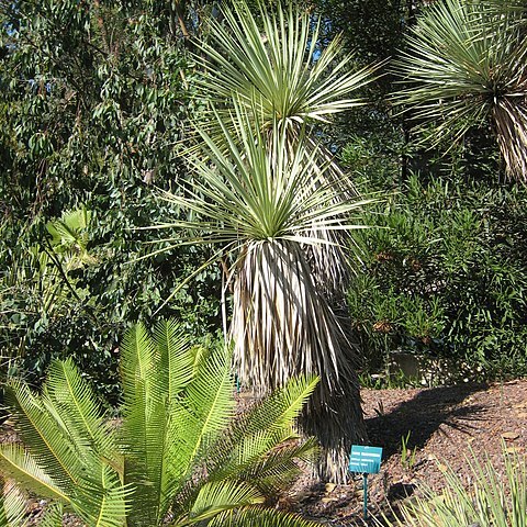 Yucca thompsoniana unspecified picture