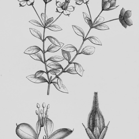 Rhynchotheca unspecified picture