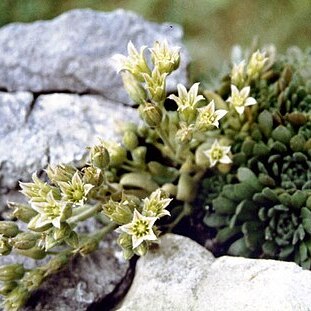 Rosularia platyphylla unspecified picture