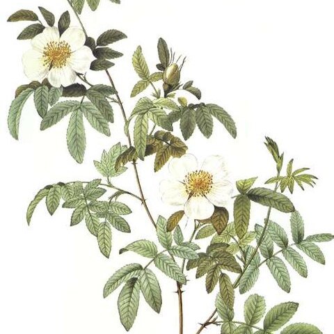 Rosa clinophylla unspecified picture