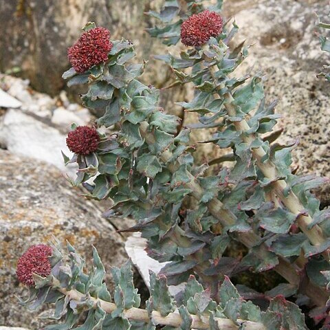 Rhodiola unspecified picture