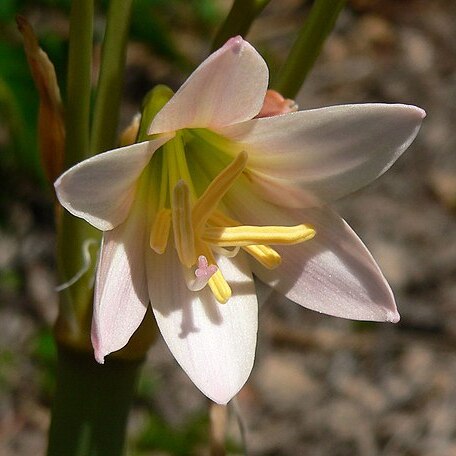 Rhodophiala advena unspecified picture