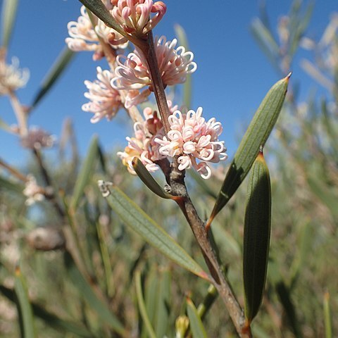 Hakea erecta unspecified picture