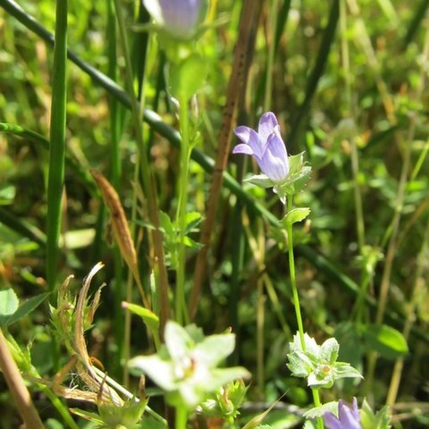 Heterocodon rariflorus unspecified picture