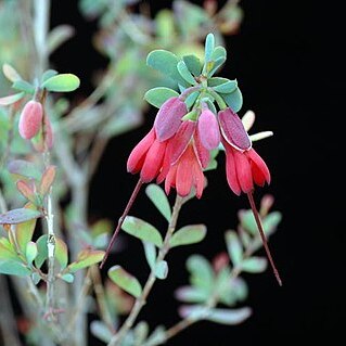 Homoranthus zeteticorum unspecified picture