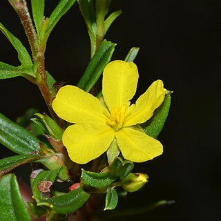 Hibbertia racemosa unspecified picture