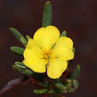 Hibbertia leucocrossa unspecified picture