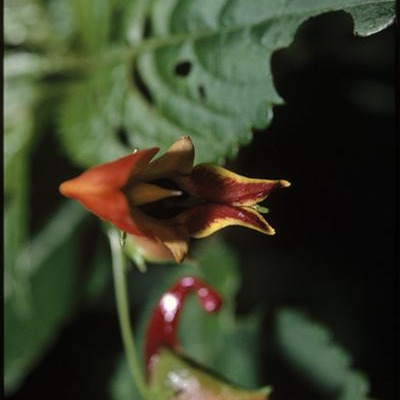 Impatiens sakeriana unspecified picture