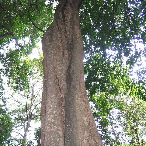 Ixonanthes reticulata unspecified picture