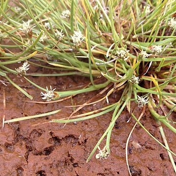 Isolepis crassiuscula unspecified picture