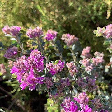 Indigofera glomerata unspecified picture