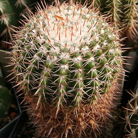 Parodia allosiphon unspecified picture