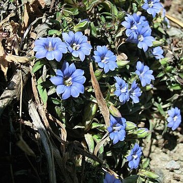 Gentiana carinata unspecified picture