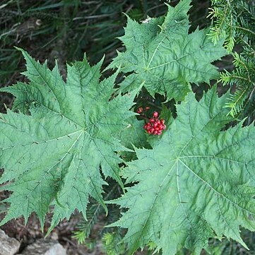 Oplopanax japonicus unspecified picture