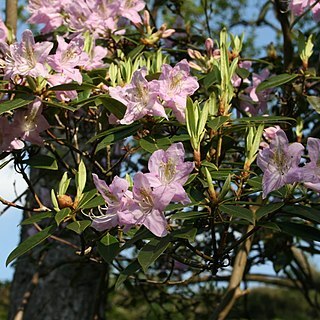 Rhododendron searsiae unspecified picture